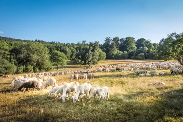 Rebanho de ovelhas nas montanhas Taunus — Fotografia de Stock