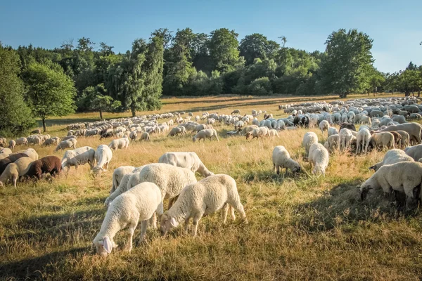 Стадо овец в горах Таунус — стоковое фото