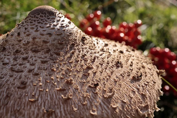 Casquette mortelle (Amanita phalloides ) — Photo