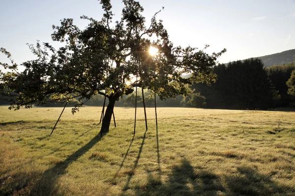 Boomgaard in de vroege zomer — Stockfoto