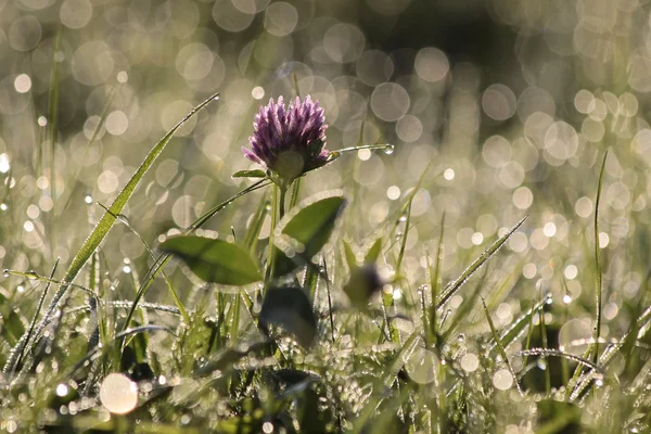 Rotklee mit Morgentau — Stockfoto