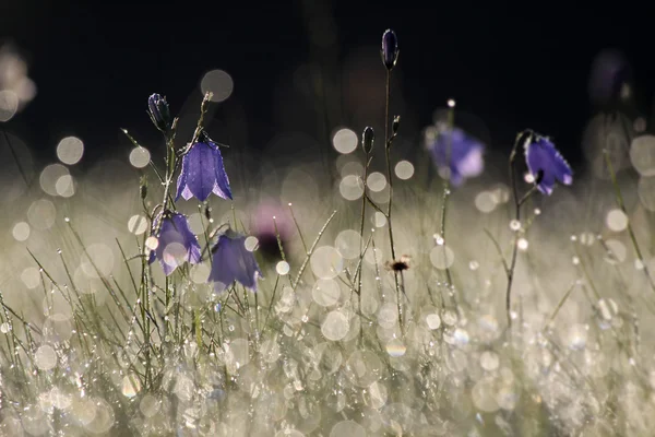 Glockenblume mit Morgentau — Stockfoto