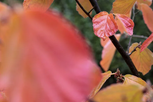 Värikkäät syksyn lehdet — kuvapankkivalokuva
