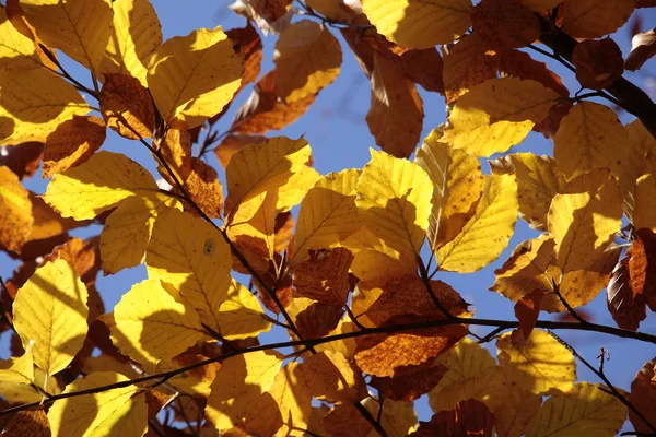 Kleurrijke herfstbladeren — Stockfoto