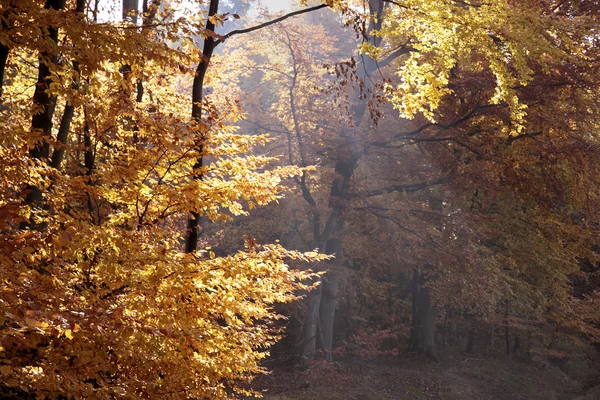 Autumnal beech forest — Stock Photo, Image