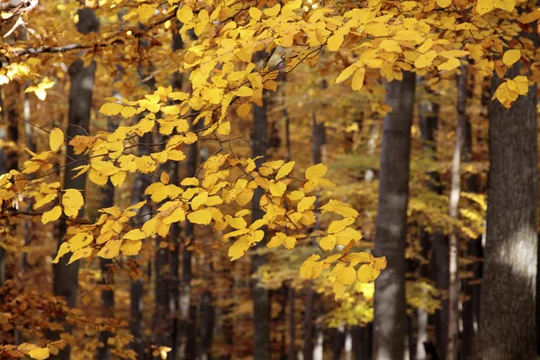 Autumnal beech forest — Stock Photo, Image