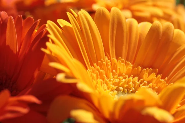 Laranja gerbera flores Imagens De Bancos De Imagens