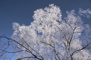 detay Don ile ağacı