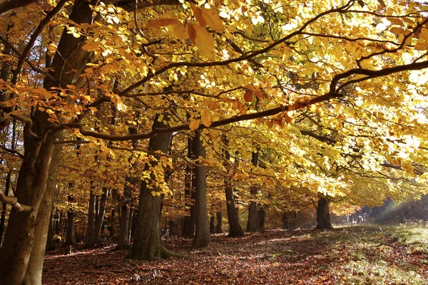 Autumnal beech forest — Stock Photo, Image