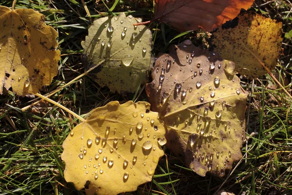 Yellow cottonwood leaves with morning dew — Stock Photo, Image