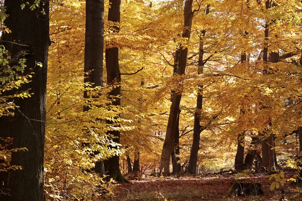 Autumnal beech forest — Stock Photo, Image