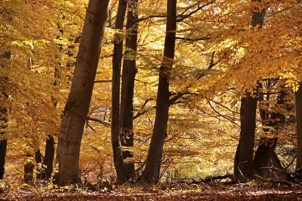 Autumnal beech forest — Stock Photo, Image