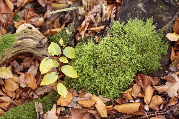 Moss i jesienne liście — Zdjęcie stockowe