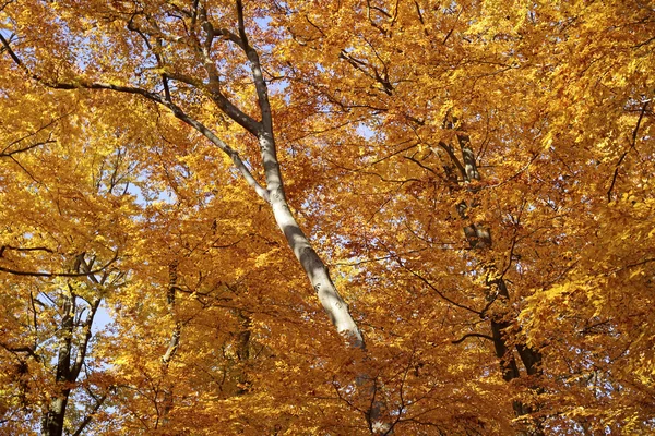 紅葉のブナ林 — ストック写真