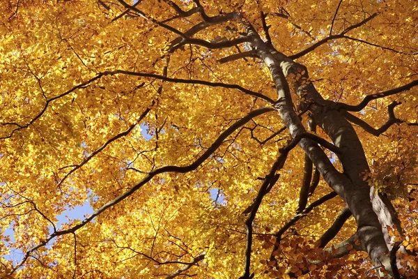 Herfst beukenbos — Stockfoto