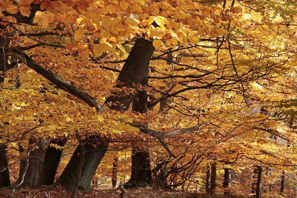 Autumnal beech forest — Stock Photo, Image