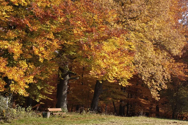 Autumnal beech forest — Stock Photo, Image