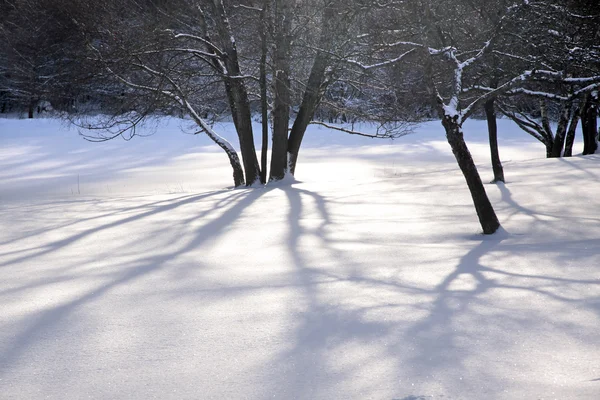 Foresta invernale innevata — Foto Stock