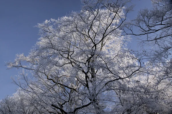 Träd med hoar frost — Stockfoto