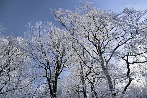 Träd med hoar frost — Stockfoto