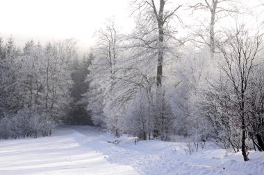 kar kış orman kaplı