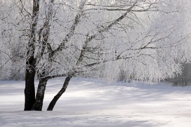 kar kış orman kaplı