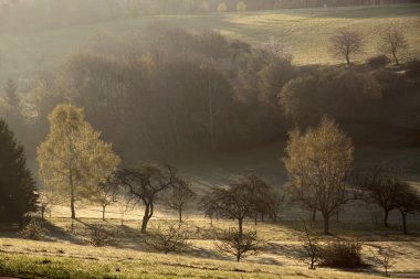 sunrise, ilkbaharda ağaçlar