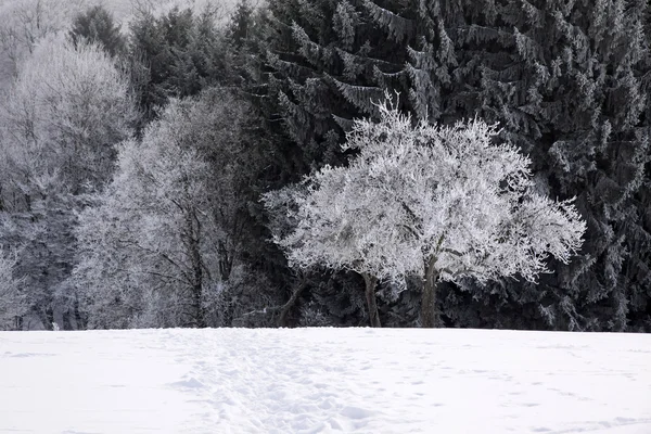 Forêt hivernale enneigée — Photo