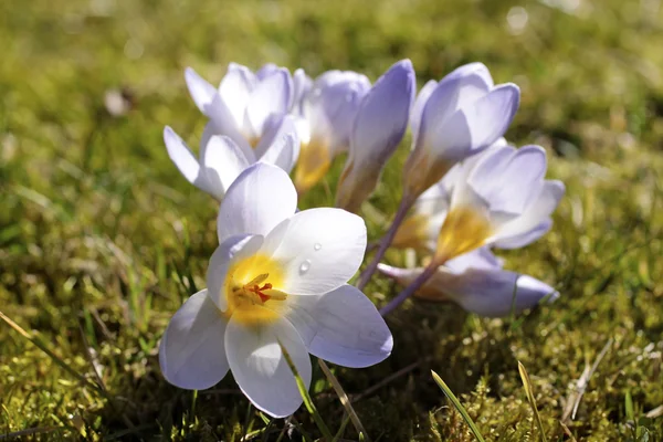 Crocus fleurit — Photo