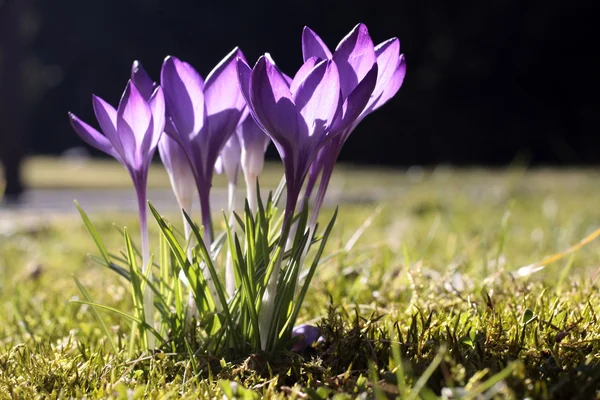 Crocus fleurit — Photo