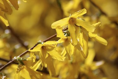 çiçek açan hor çiçeği (hor çiçeği intermedia)