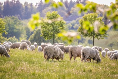 taunus Dağları koyun sürüsü