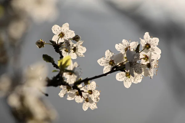 Flores de cerezo al amanecer —  Fotos de Stock