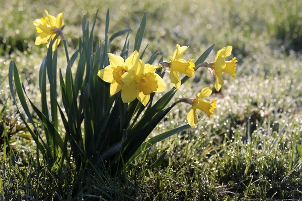 Narcisos con rocío matutino — Foto de Stock