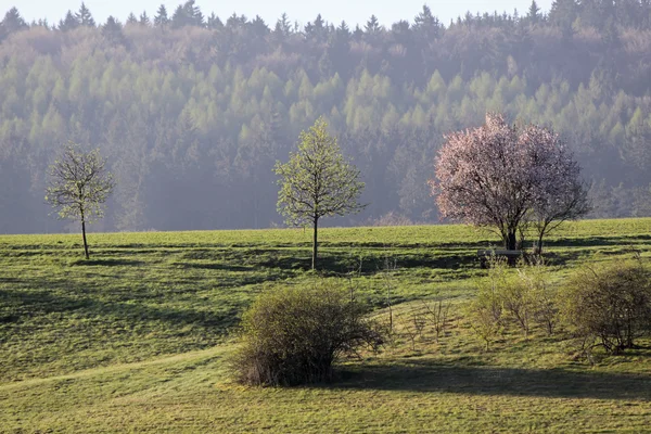 Lente bomen in de bergen taunus — Stockfoto