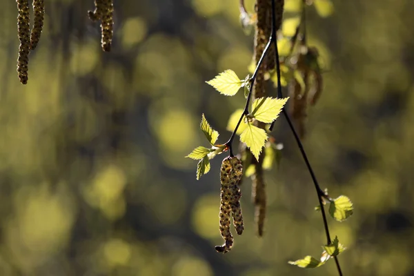 Young birch leaves — Stock Photo, Image