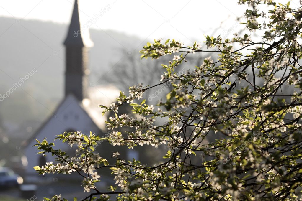 Cherry tree and chapel in the spring