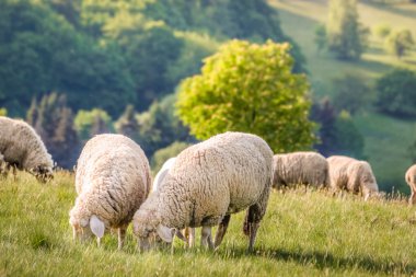 taunus Dağları koyun sürüsü