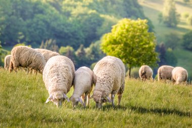 taunus Dağları koyun sürüsü