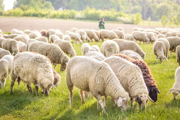 Kudde schapen in het taunus-gebergte — Stockfoto