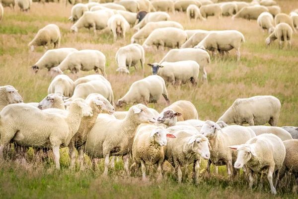 Taunus Dağları koyun sürüsü — Stok fotoğraf