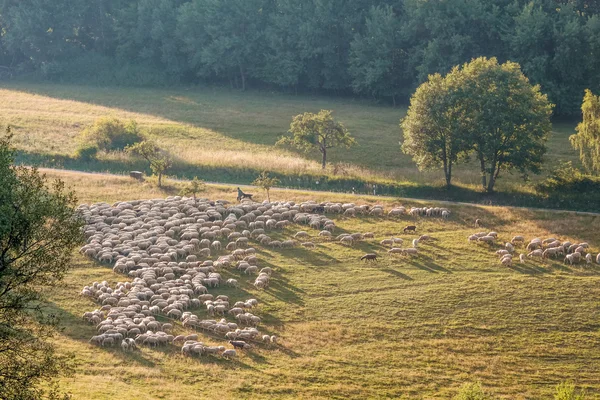 Kudde schapen in het taunus-gebergte — Stockfoto