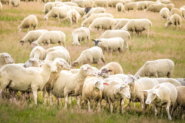 Taunus Dağları koyun sürüsü Telifsiz Stok Fotoğraflar