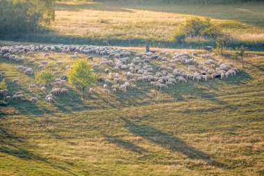 taunus Dağları koyun sürüsü