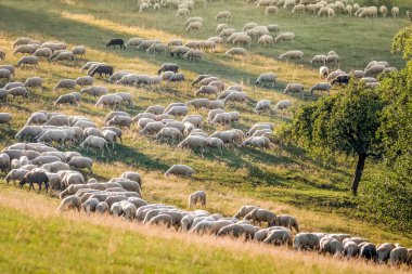 taunus Dağları koyun sürüsü
