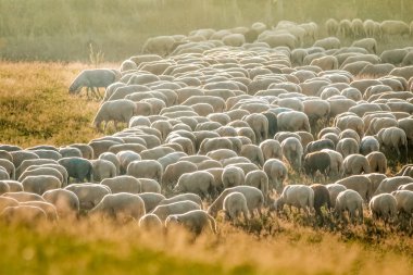 taunus Dağları koyun sürüsü