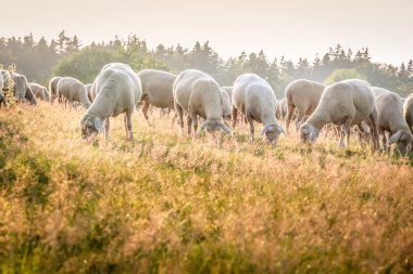 taunus Dağları koyun sürüsü