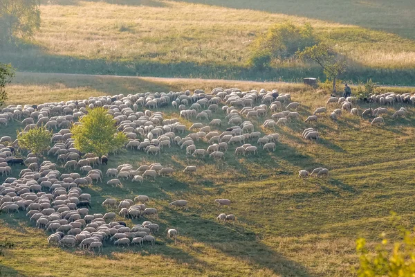 Gregge di pecore sui monti Taunus — Foto Stock