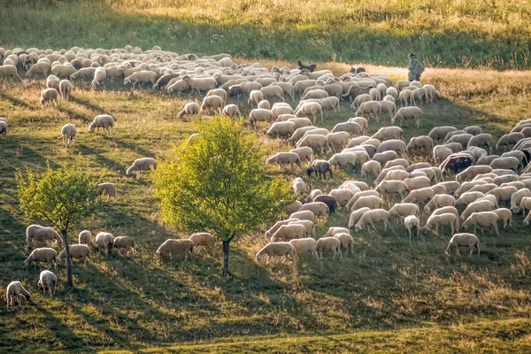 Troupeau de moutons dans les montagnes du Taunus — Photo