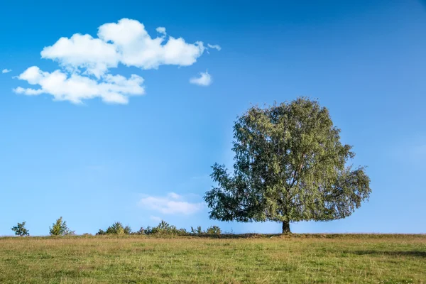 Grande albero nel periodo estivo — Foto Stock